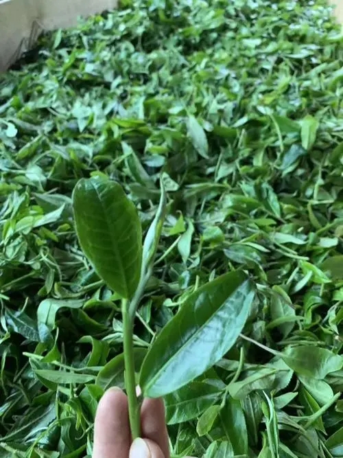 2022年彎弓古樹春茶口感？