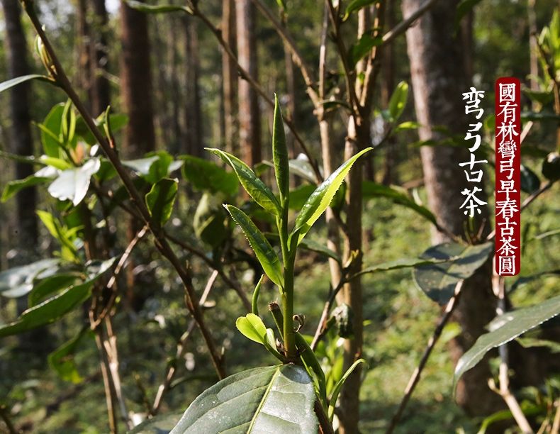 2022年彎弓大寨的古樹(shù)春茶為何如此之珍貴？