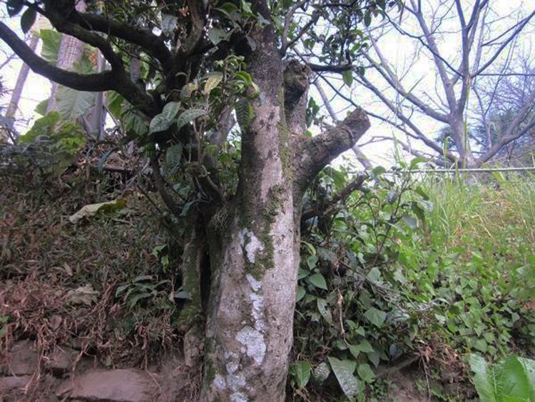 2022年白茶園古樹春茶特點？