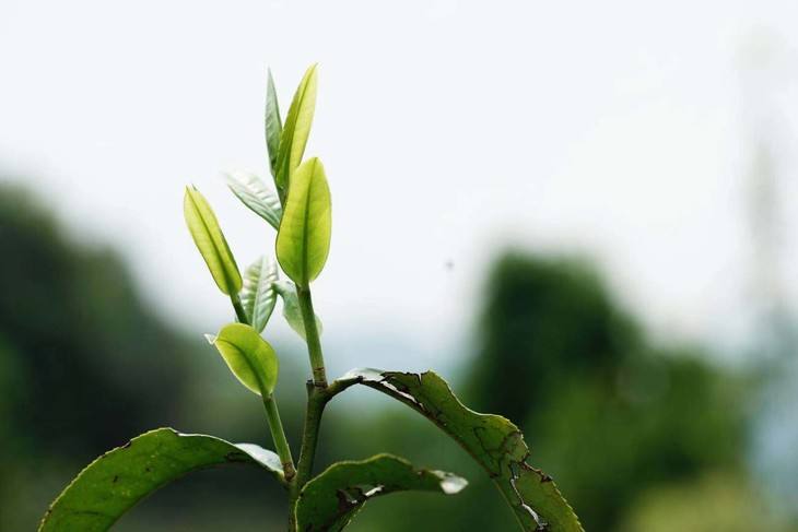 2022年白茶園古樹春茶品鑒！