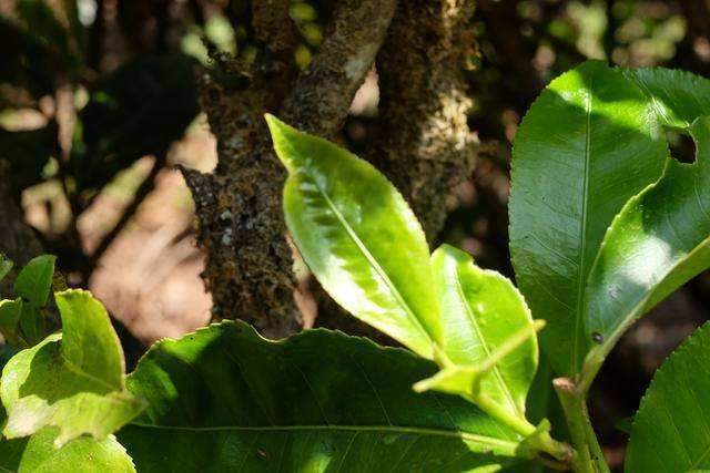 2022年白茶園古樹春茶價(jià)格？