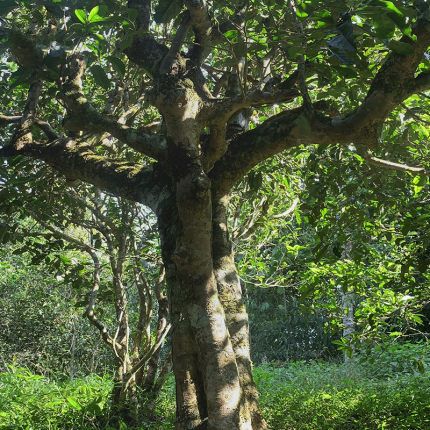 2022年鳳凰窩古樹(shù)春茶多少錢(qián)一公斤？