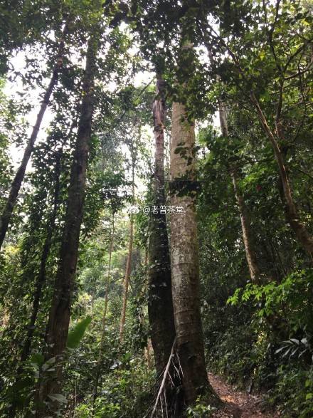 2022年刮風(fēng)寨茶王樹古樹春茶特點？