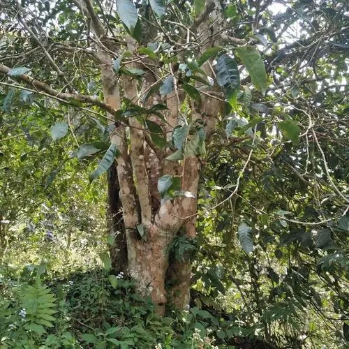 2022年刮風(fēng)寨茶王樹古樹春茶價格？