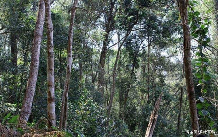 2022年冷水河古樹春茶特點(diǎn)？