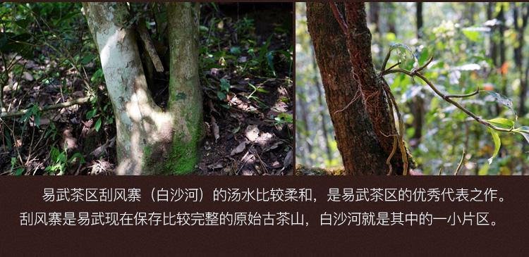 2022年白沙河古樹春茶口感？