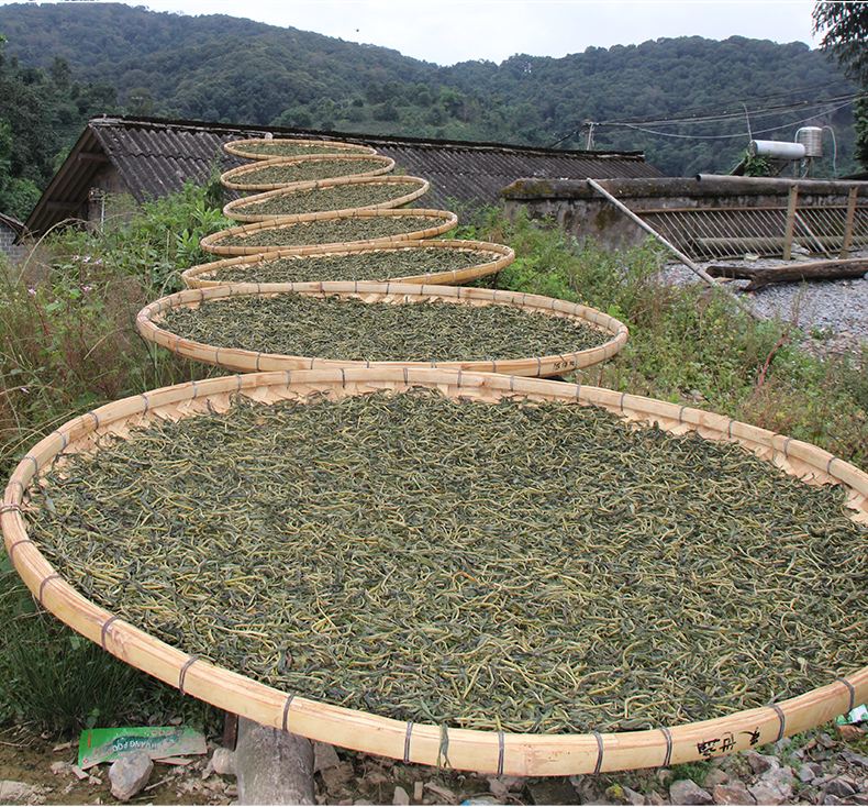 2022年白沙河古樹春茶價格？