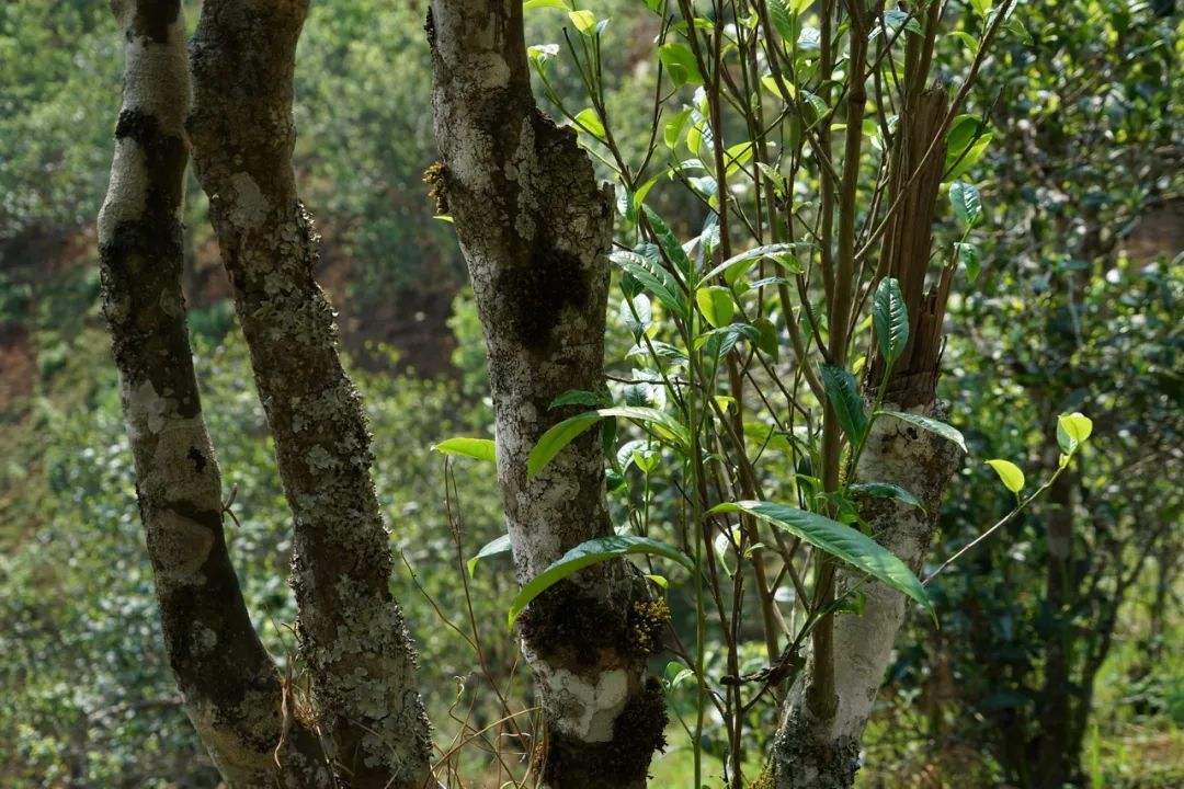 2022年刮風(fēng)寨茶坪古樹(shù)春茶特點(diǎn)？