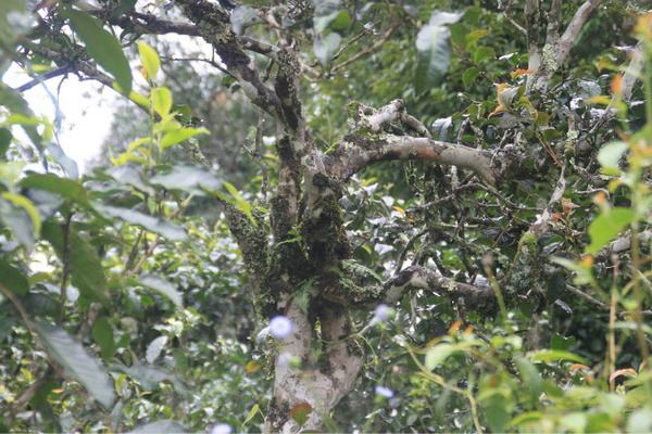 2022年茶氣狂野，香柔蜜韻的刮風寨茶坪古樹茶