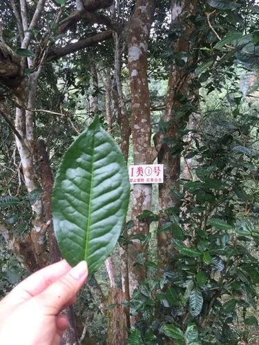 2022年薄荷塘古樹春茶價格？