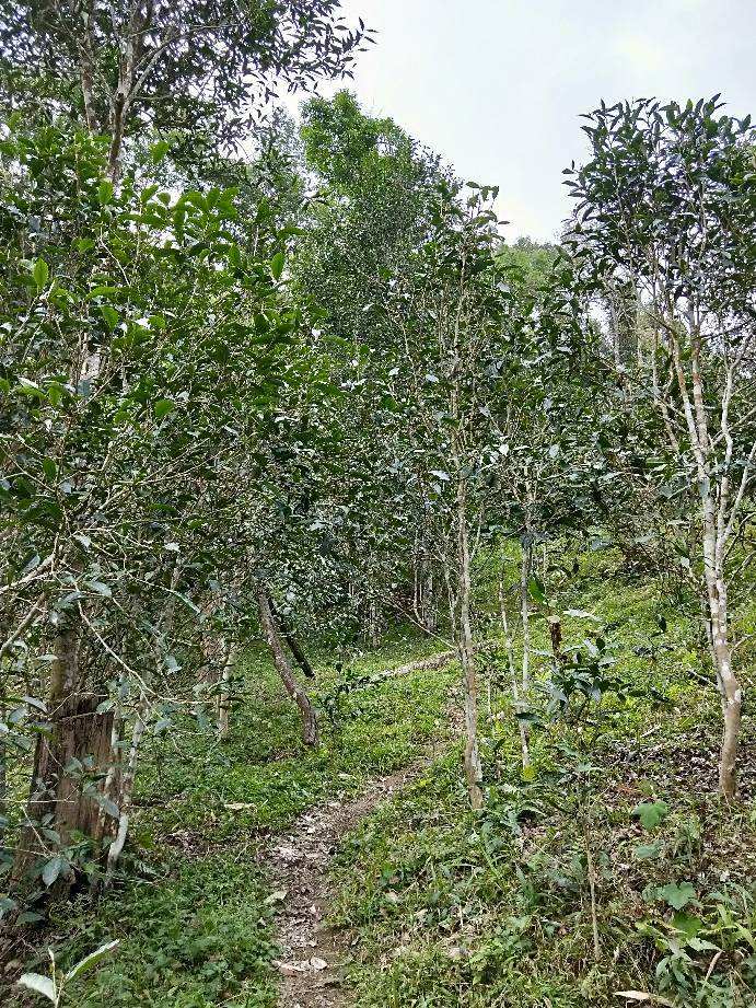 2022年多依樹古樹春茶特點(diǎn)？