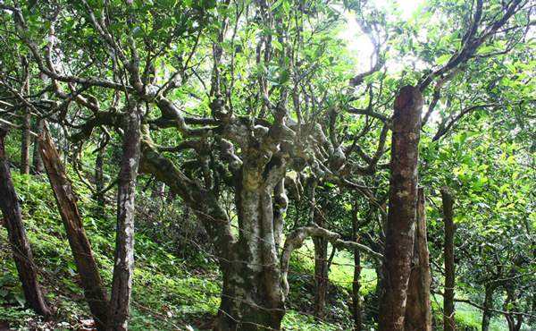 2022年多依樹古樹春茶口感？