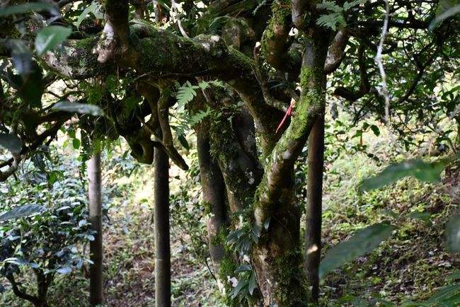 2022年多依樹(shù)古樹(shù)春茶多少錢(qián)一公斤？