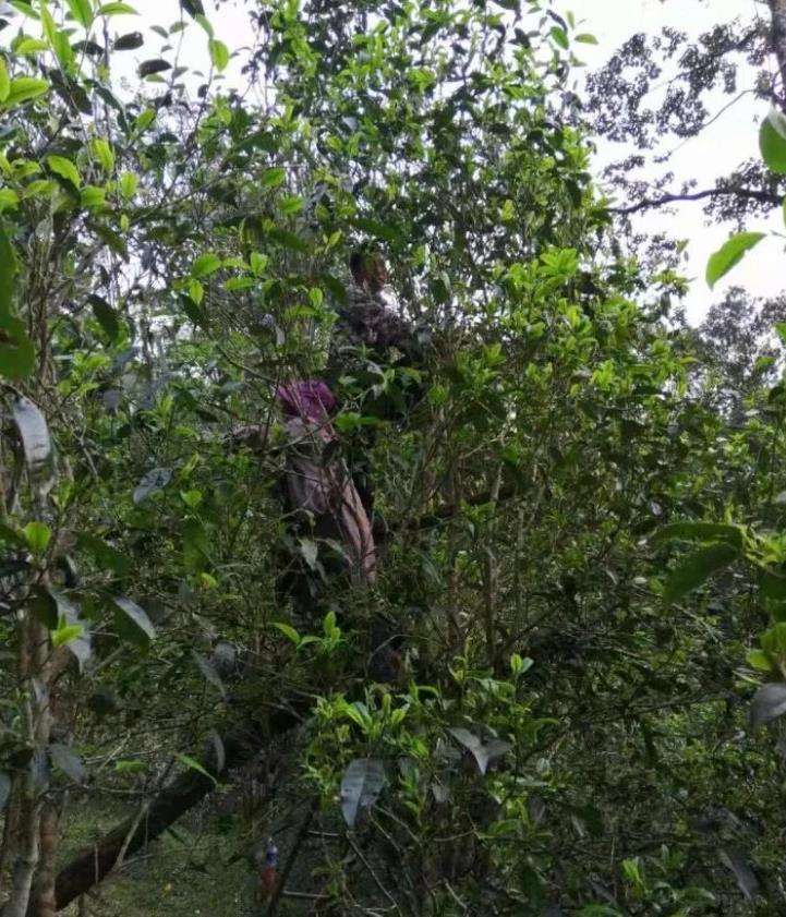 2022年一扇磨古樹(shù)春茶特點(diǎn)？