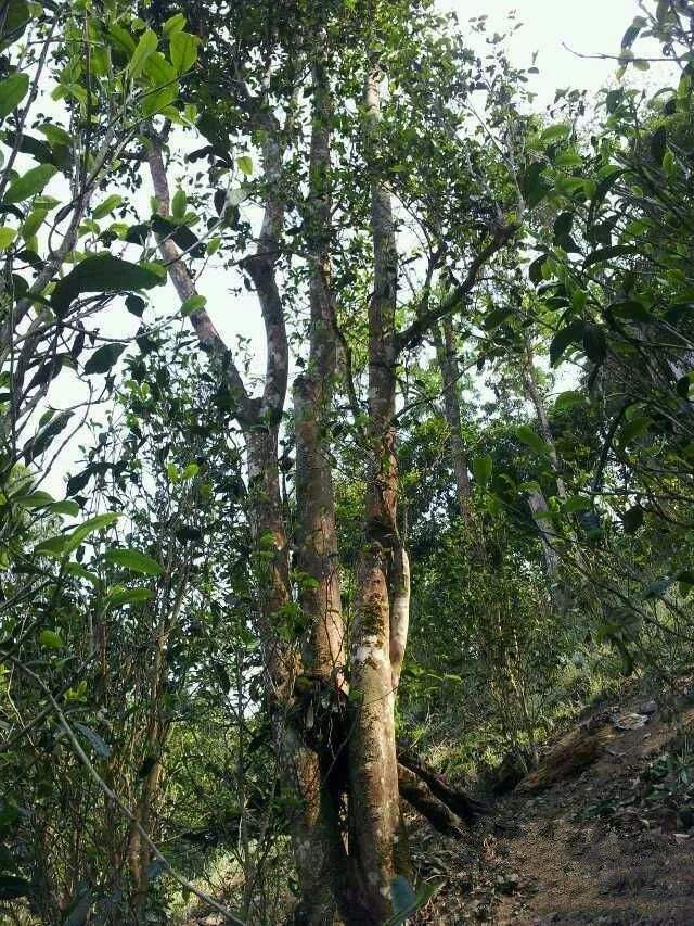 2022年一扇磨古樹春茶口感？