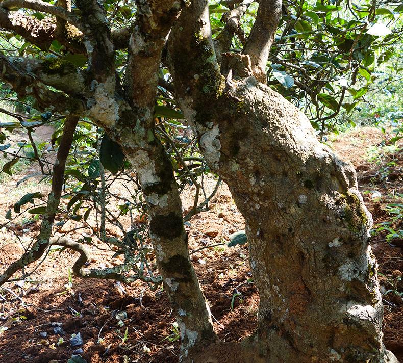 2022年一扇磨山林之息，雨林之味，原始之態(tài)