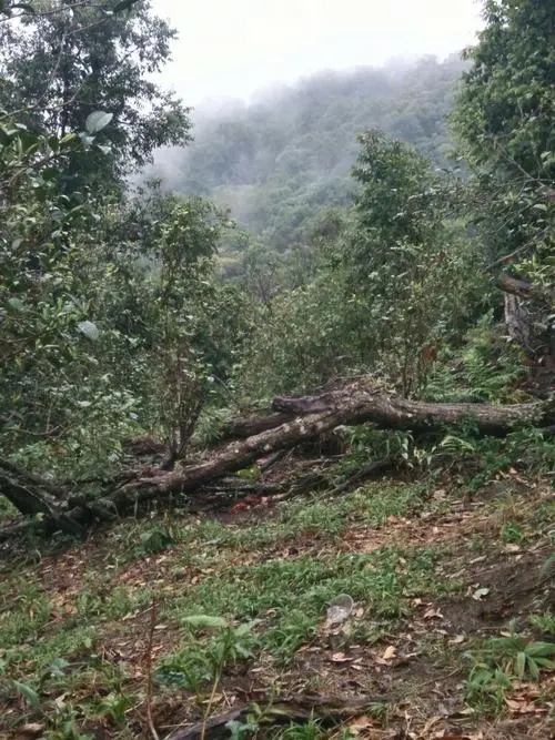 2022年一扇磨古樹春茶價格？