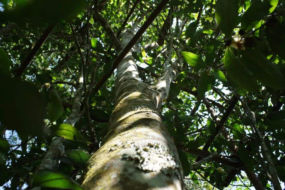 2022年香椿林古樹春茶口感？