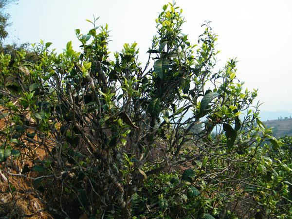 2022年香椿林古樹春茶價格？