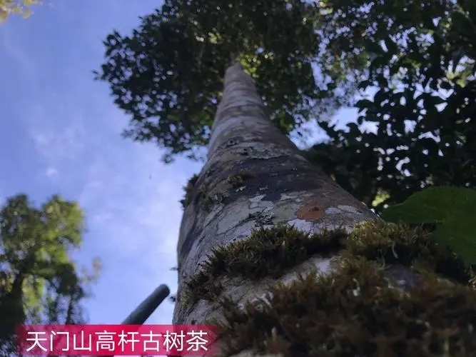 2022年天門(mén)山古樹(shù)春茶特點(diǎn)？