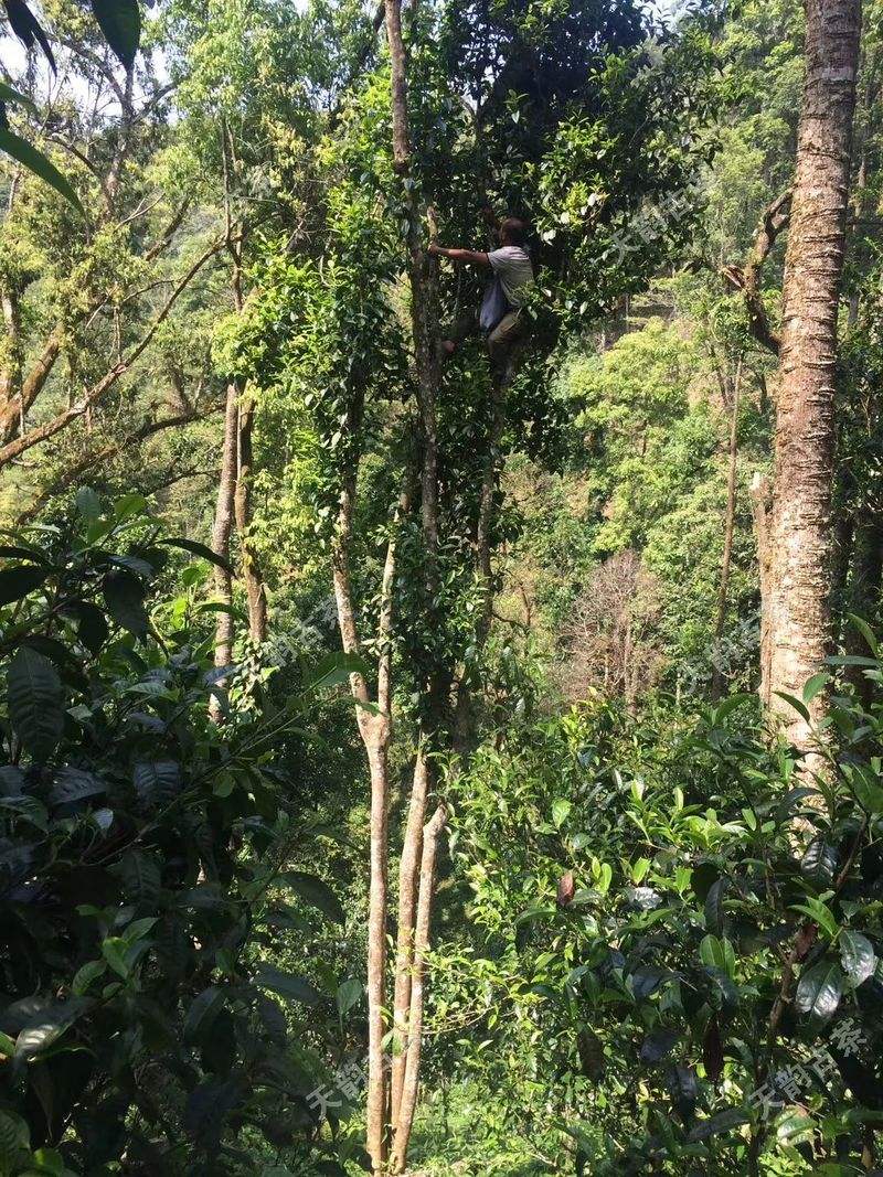 2022年天門山古樹春茶口感？