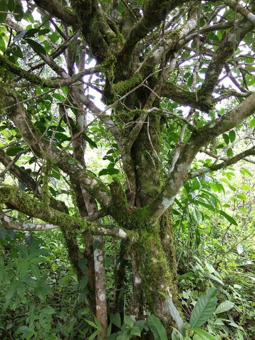 2022年高山寨古樹春茶口感？