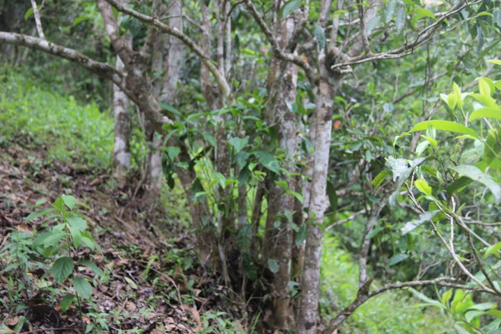 2022年銅箐河古樹春茶多少錢一公斤？