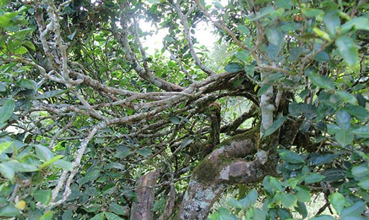 2022年倚邦曼拱古樹春茶特點？