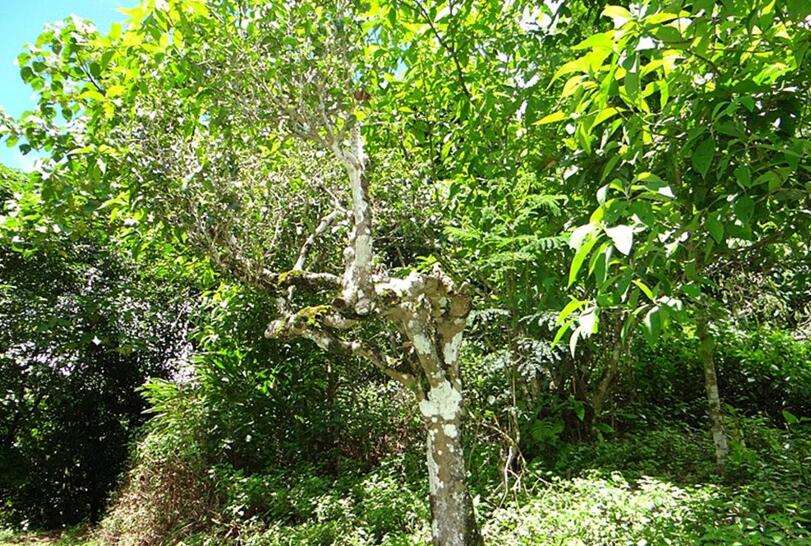 2022年大黑樹林古樹春茶價(jià)格？