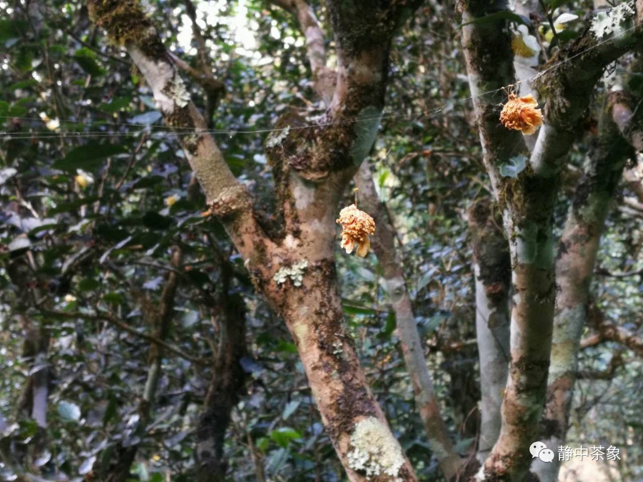 2022年大黑森林古樹春茶多少錢一公斤？