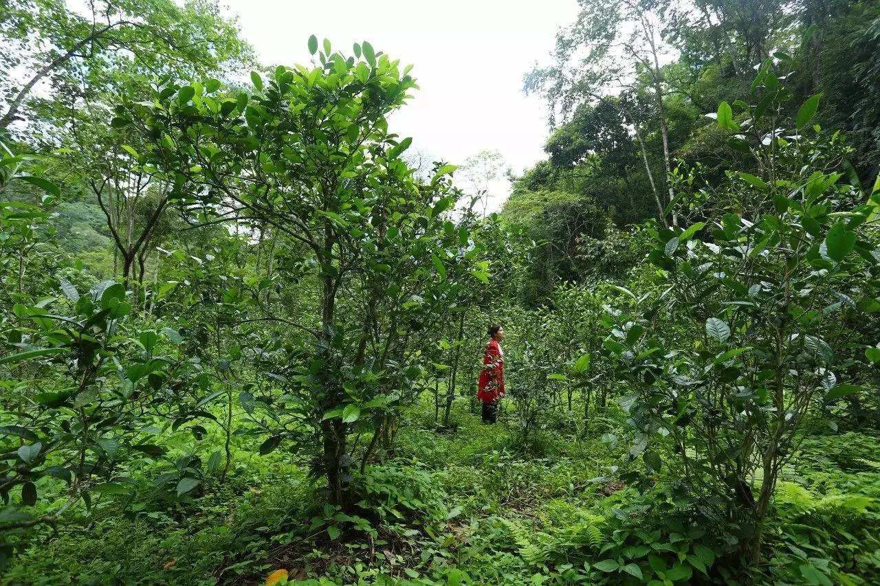 2022年曼松古樹春茶口感？