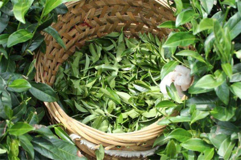 2022年曼松古樹(shù)春茶價(jià)格？