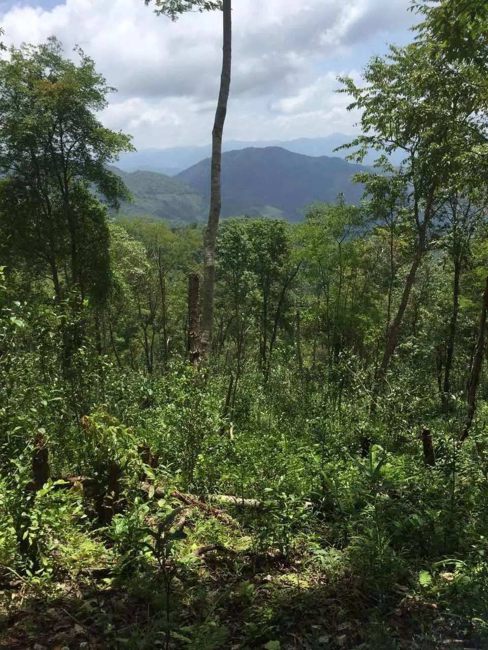 2022年一泡曼松古樹春茶？一飲帝王味……