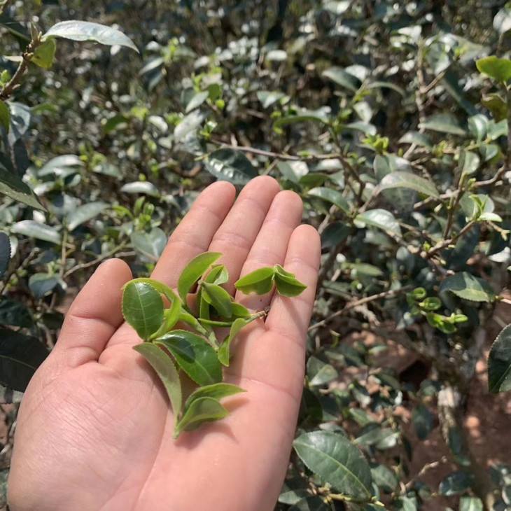 2022年倚邦貓耳朵古樹春茶口感？