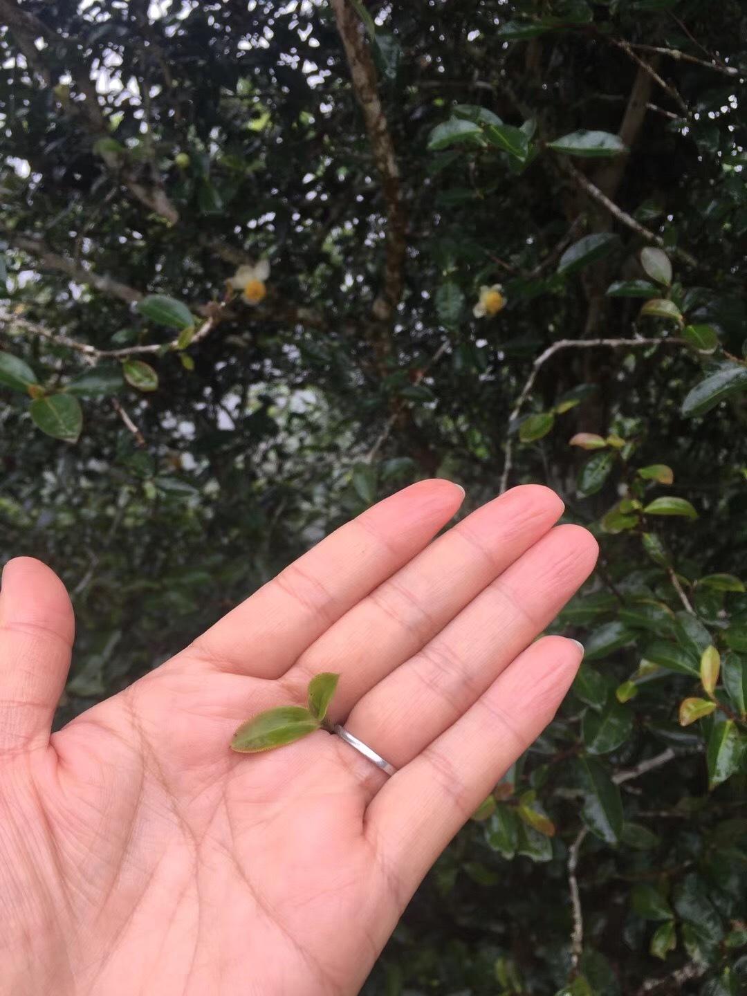 2022年倚邦貓耳朵古樹(shù)春茶價(jià)格？