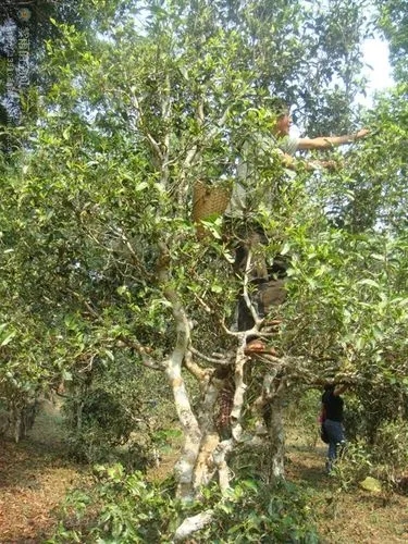 2022年蠻磚古樹(shù)春茶價(jià)格？