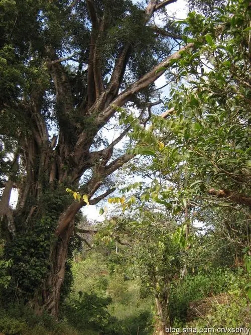 2022年蠻磚古樹春茶多少錢一公斤？