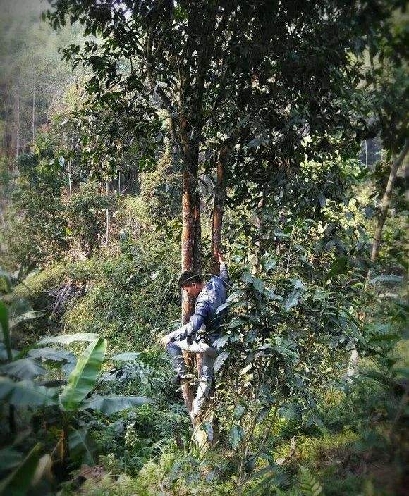 2022年桃子寨古樹春茶特點(diǎn)？