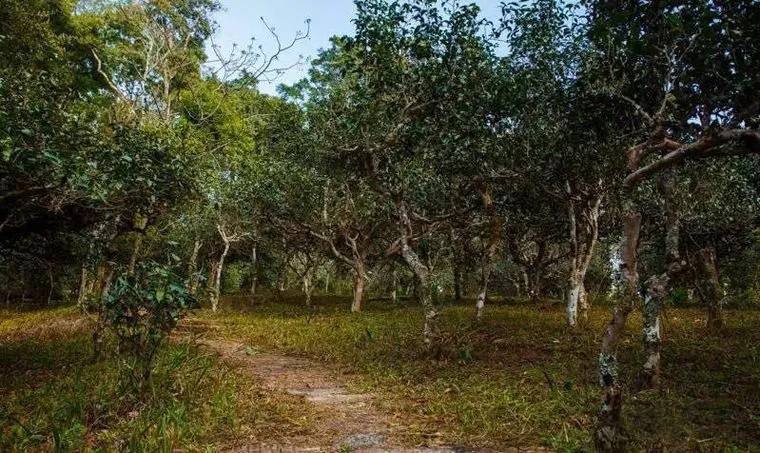 2022年桃子寨古樹春茶價(jià)格？