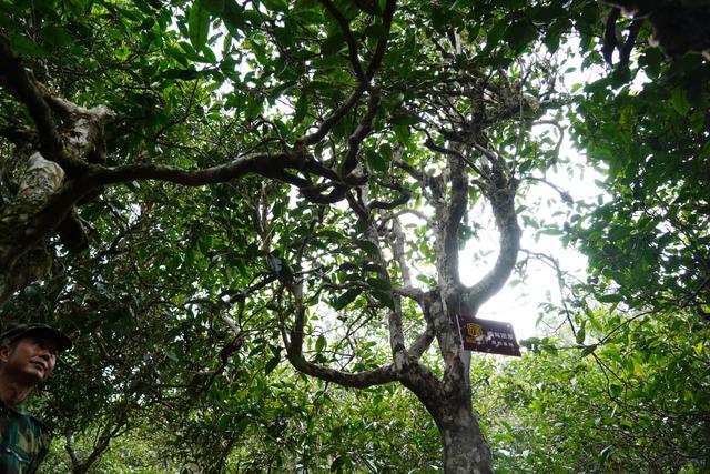 2022年桃子寨古樹春茶多少錢一公斤？