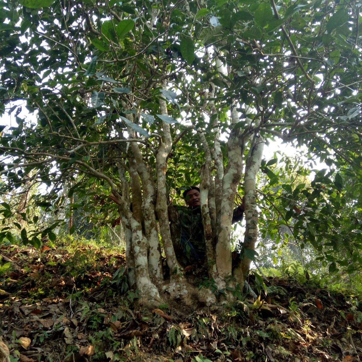 2022年蠻磚瓦龍古樹春茶特點(diǎn)？