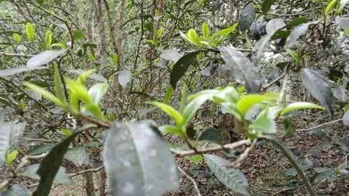 2022年蠻磚瓦龍古樹春茶口感！