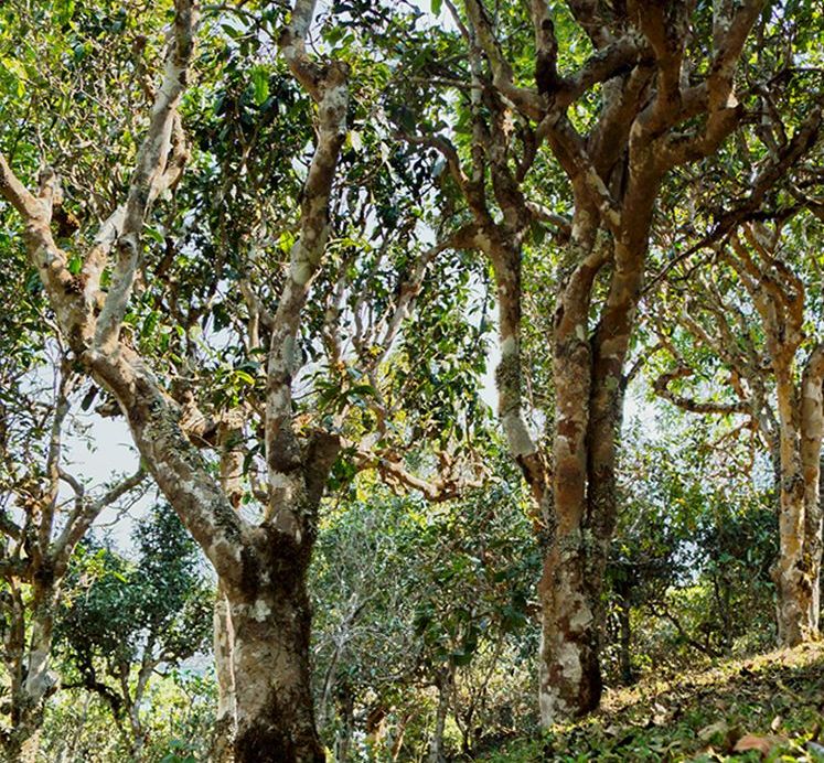 2022年蠻磚瓦龍古樹春茶價格？