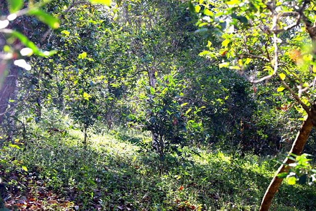 2022年革登古樹春茶價(jià)格？