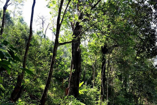 2022年革登古樹春茶，可飲可藏的絕佳茶品