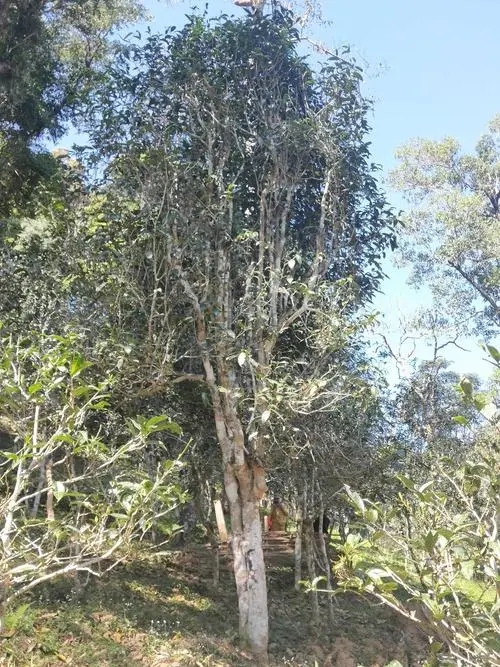 2022年莽枝古樹春茶多少錢一公斤？