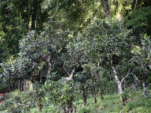 2022年攸樂古樹春茶特點(diǎn)？