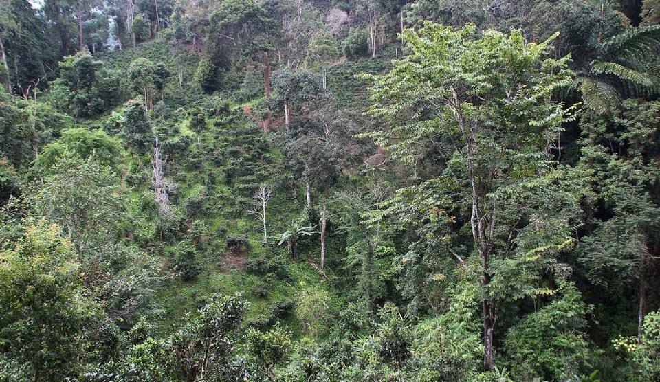 2022年攸樂古樹春茶價(jià)格？