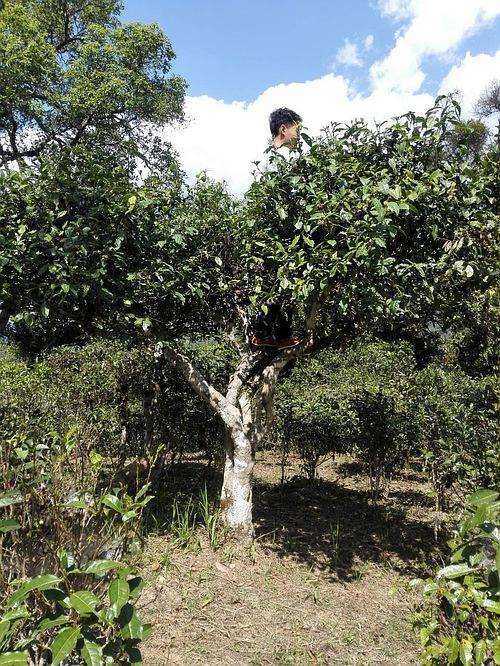 2022年攸樂古樹春茶多少錢一公斤？