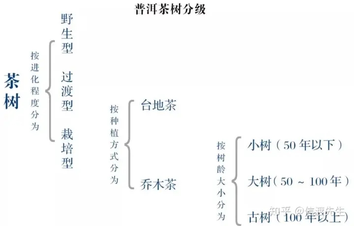2022年按順序排列普洱茶樹等級 怎么分？